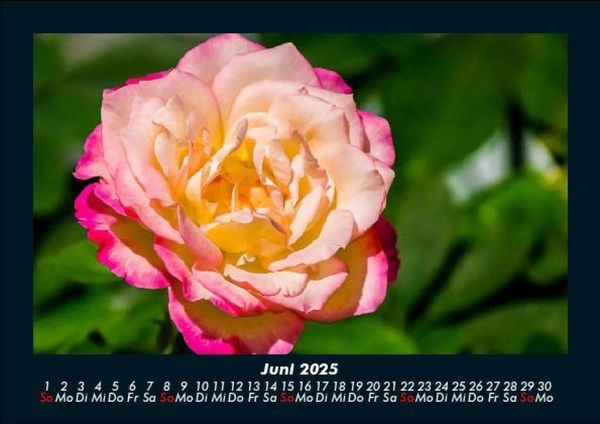 Produktbild: Rosentraum 2025 Fotokalender DIN A5
