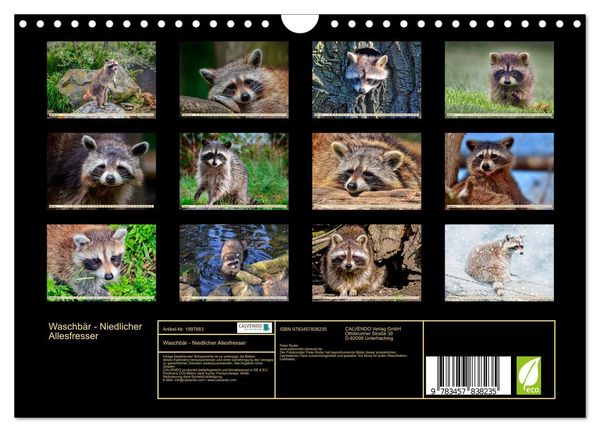 Produktbild: Waschb&auml;r - Niedlicher Allesfresser (Wandkalender 2026 DIN A4 quer), CALVENDO Monatskalender
