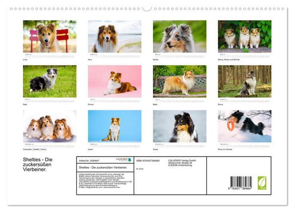 Produktbild: Shelties - Die zuckers&uuml;&szlig;en Vierbeiner. (hochwertiger Premium Wandkalender 2026 DIN A2 quer), Kunstdruck in Hochglanz