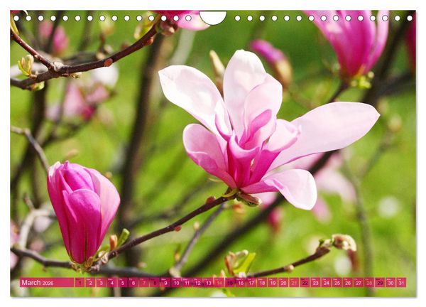 Produktbild: A Magnolia Dream (Wall Calendar 2026 DIN A4 landscape), CALVENDO 12 Month Wall Calendar