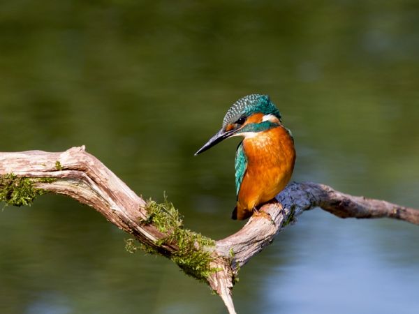 Produktbild: CALVENDO Puzzle Eisvogel 1000 Teile Lege-Gr&ouml;&szlig;e 64 x 48 cm Foto-Puzzle Bild von Ursula Di Chito