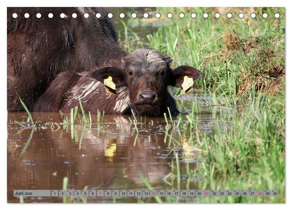 Produktbild: Wasserb&uuml;ffel - In der Ruhe liegt die Kraft (Tischkalender 2026 DIN A5 quer), CALVENDO Monatskalender