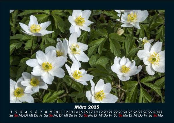 Produktbild: Blumenzauber 2025 Fotokalender DIN A5