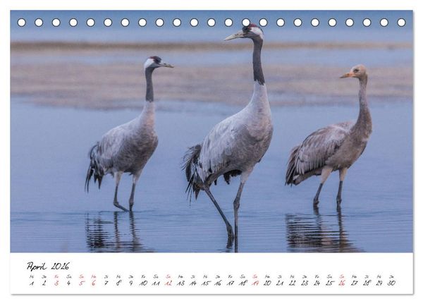 Produktbild: Kraniche am Schlafplatz - im Naturparadies der Mecklenburgischen Seenplatte (Tischkalender 2026 DIN A5 quer), CALVENDO Monatskalender