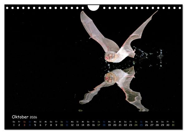 Produktbild: Flederm&auml;use - kleine Vampire (Wandkalender 2026 DIN A4 quer), CALVENDO Monatskalender