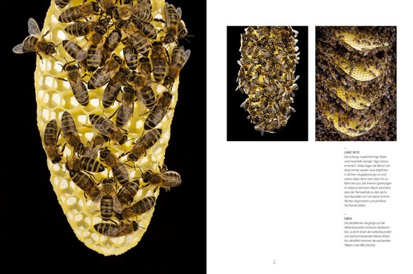 Produktbild: Honigbienen - Geheimnisvolle Waldbewohner