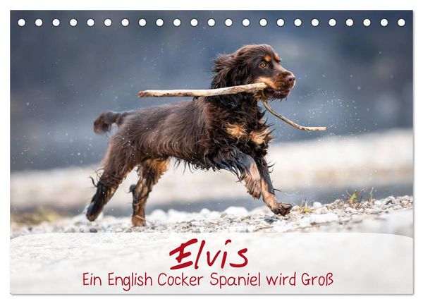 Produktbild: Elvis ein Engl. Cocker Spaniel wird Gro&szlig; (Tischkalender 2026 DIN A5 quer), CALVENDO Monatskalender