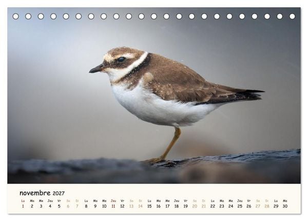 Produktbild: Esprit animal - Regards minimalistes (Calendrier de bureau 2027 DIN A5 vertical), CALVENDO calendrier mensuel
