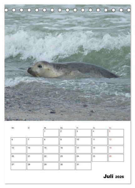 Produktbild: Liebenswerte Robben (Tischkalender 2026 DIN A5 hoch), CALVENDO Monatskalender