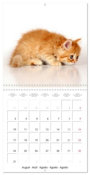 Produktbild: Persian Kittens (Wall Calendar 2026 12 &times; 12 Inch) CALVENDO 12 Month Wall Calendar