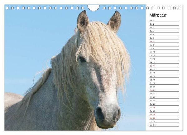 Produktbild: Pferde der Camargue &ndash; Schimmel im Rh&ocirc;nedelta (Wandkalender 2027 DIN A4 quer), CALVENDO Monatskalender