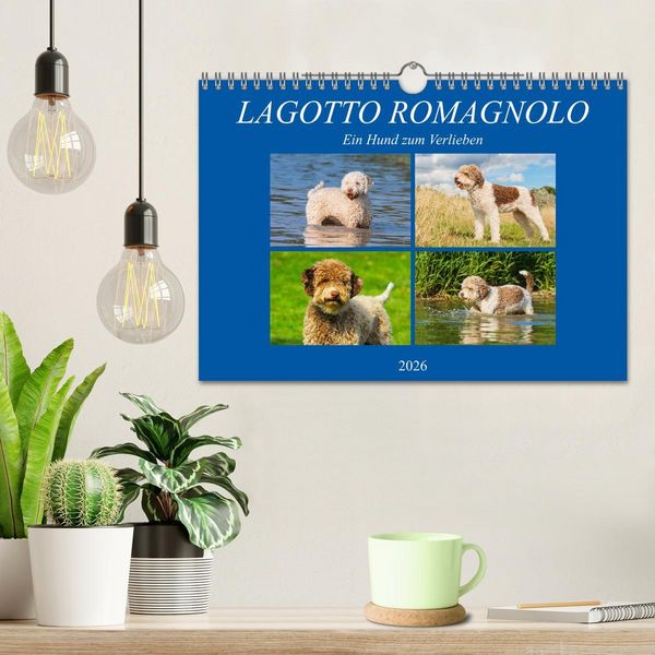 Produktbild: Lagotto Romagnolo - Ein Hund zum Verlieben (Wandkalender 2026 DIN A4 quer), CALVENDO Monatskalender