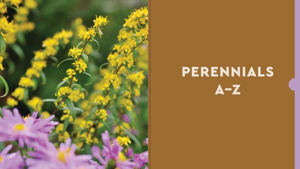 Produktbild: Perennials for the Midwest