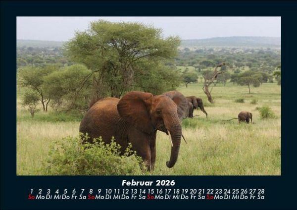 Produktbild: Elefanten - Die sanften Riesen Afrikas 2026 Fotokalender DIN A5