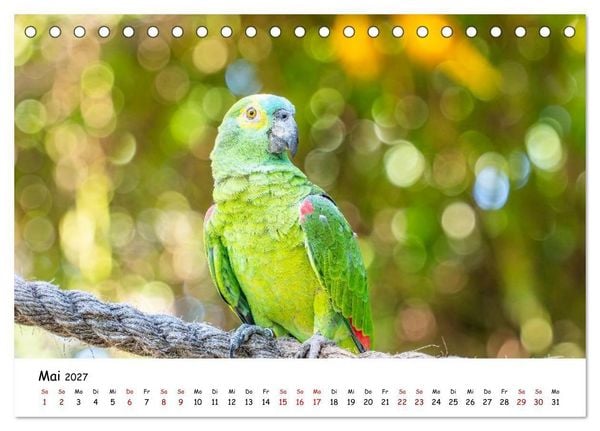 Produktbild: Aras und bunte Sittiche: Exotische Papageien-Portr&auml;ts (Tischkalender 2027 DIN A5 quer), CALVENDO Monatskalender