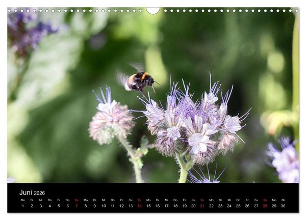 Produktbild: Hummelflug (Wandkalender 2026 DIN A3 quer), CALVENDO Monatskalender