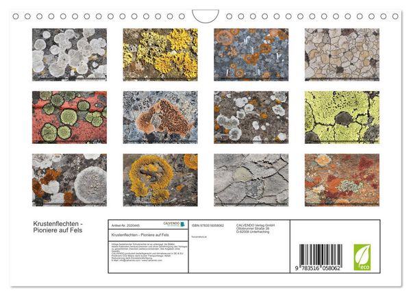 Produktbild: Krustenflechten - Pioniere auf Fels (Wandkalender 2026 DIN A4 quer), CALVENDO Monatskalender