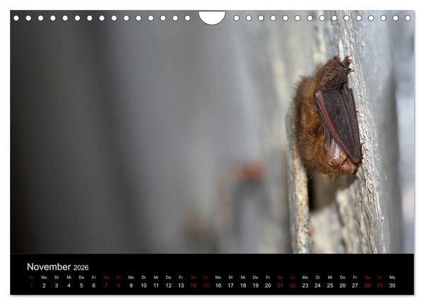 Produktbild: Flederm&auml;use - J&auml;ger der Nacht (Wandkalender 2026 DIN A4 quer), CALVENDO Monatskalender