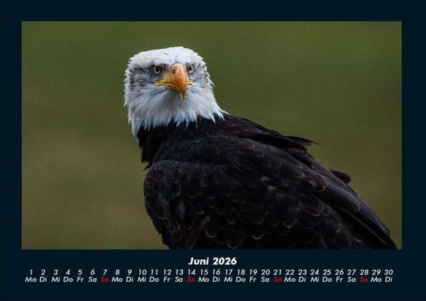 Produktbild: Adler 2026 Fotokalender DIN A4