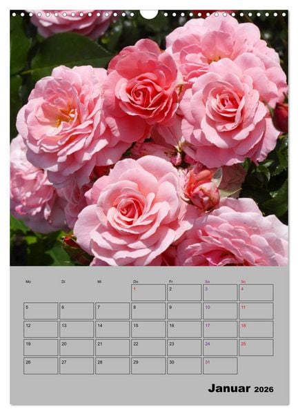 Produktbild: Rosen - Symbol der Liebe und Verehrung (Wandkalender 2026 DIN A3 hoch), CALVENDO Monatskalender
