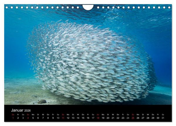 Produktbild: Tanz der Fische (Wandkalender 2026 DIN A4 quer), CALVENDO Monatskalender