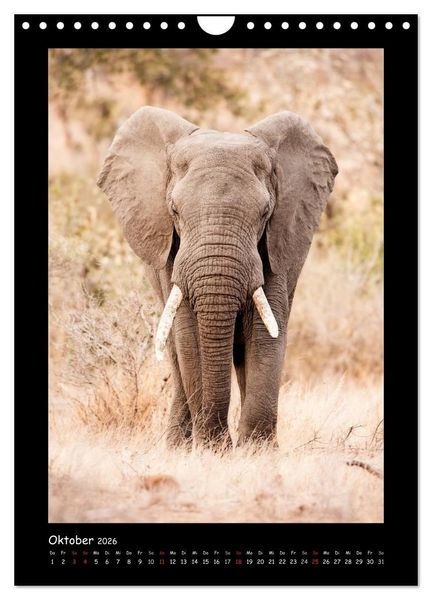 Produktbild: S&uuml;dafrika und seine Tierwelt (Wandkalender 2026 DIN A4 hoch), CALVENDO Monatskalender