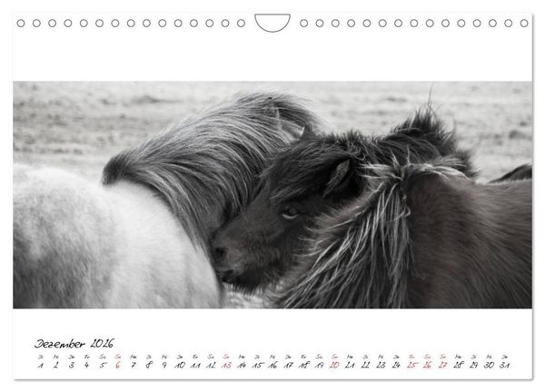 Produktbild: Islandpferde von Brimilsvellir (Wandkalender 2026 DIN A4 quer), CALVENDO Monatskalender