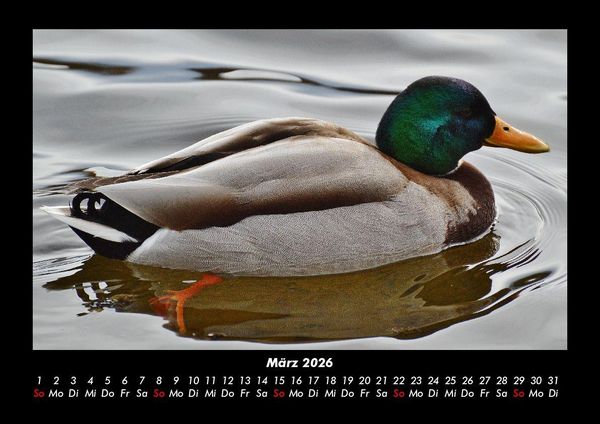 Produktbild: Enten 2026 Fotokalender DIN A3