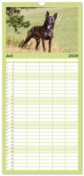 Produktbild: Familienplaner 2026 - ausdrucksvolle Holl&auml;ndische Sch&auml;ferhunde mit 5 Spalten (Wandkalender, 21 x 45 cm) CALVENDO
