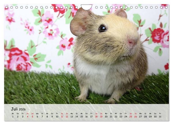 Produktbild: Meerschweinchen 2026 - bezaubernd, hinrei&szlig;end, entz&uuml;ckend (Wandkalender 2026 DIN A4 quer), CALVENDO Monatskalender