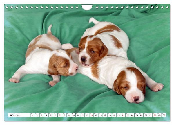 Produktbild: Irish Red and White Setter Welpen (Wandkalender 2026 DIN A4 quer), CALVENDO Monatskalender