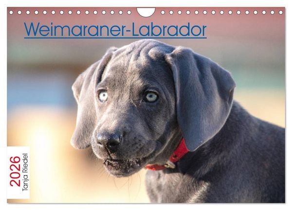 Produktbild: Weimaraner-Labrador (Wandkalender 2026 DIN A4 quer), CALVENDO Monatskalender