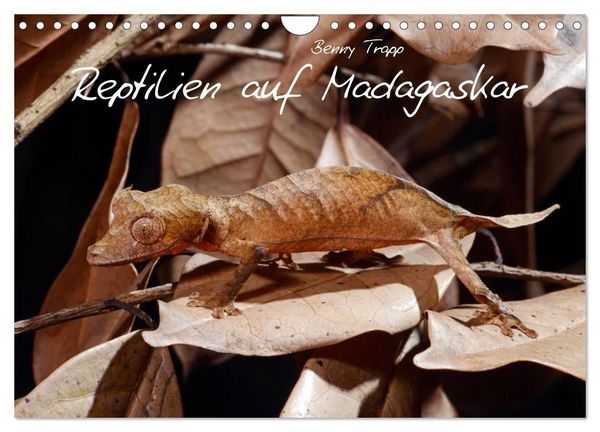 Produktbild: Reptilien auf Madagaskar (Wandkalender 2027 DIN A4 quer), CALVENDO Monatskalender