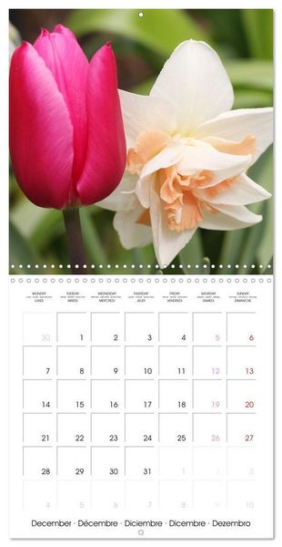Produktbild: Kruse, G: Printemps toute l'ann&eacute;e (Calendrier mural carr&eacute; 20