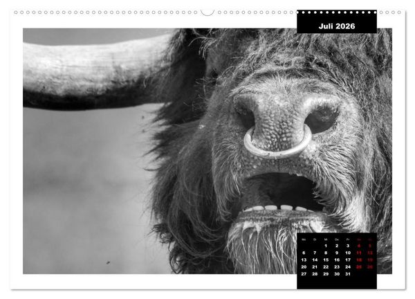 Produktbild: Faszination Schottisches Hochlandrind (hochwertiger Premium Wandkalender 2026 DIN A2 quer), Kunstdruck in Hochglanz