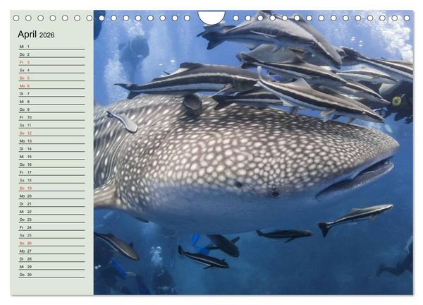 Produktbild: Leben in den Weltmeeren. Delfine, Wale und Haie (Wandkalender 2026 DIN A4 quer), CALVENDO Monatskalender