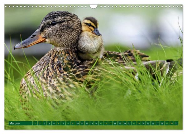 Produktbild: Tierkinder der L&uuml;fte - Vogelwelt (Wandkalender 2027 DIN A3 quer), CALVENDO Monatskalender