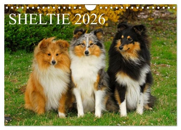 Sheltie 2026 (Wandkalender 2026 DIN A4 quer), CALVENDO Monatskalender