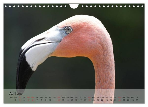 Produktbild: Flamingos Think pink (Wall Calendar 2026 DIN A4 landscape), CALVENDO 12 Month Wall Calendar