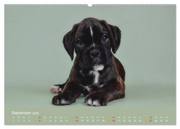 Produktbild: Boxer Welpen einfach zuckers&uuml;&szlig; (Wandkalender 2026 DIN A2 quer), CALVENDO Monatskalender