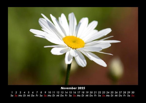 Produktbild: Blumentr&auml;ume 2025 Fotokalender DIN A3