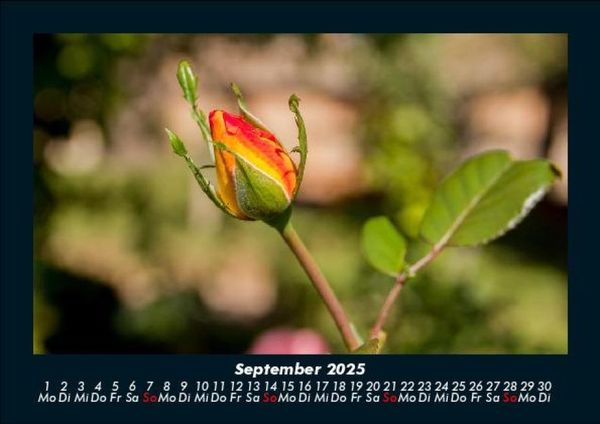 Produktbild: Blumenkalender 2025 Fotokalender DIN A5