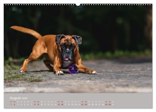 Produktbild: Fantastische Boxer - Sieger der Herzen (Wandkalender 2026 DIN A2 quer), CALVENDO Monatskalender