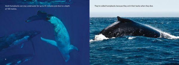 Produktbild: The Journey of Humpback Whales