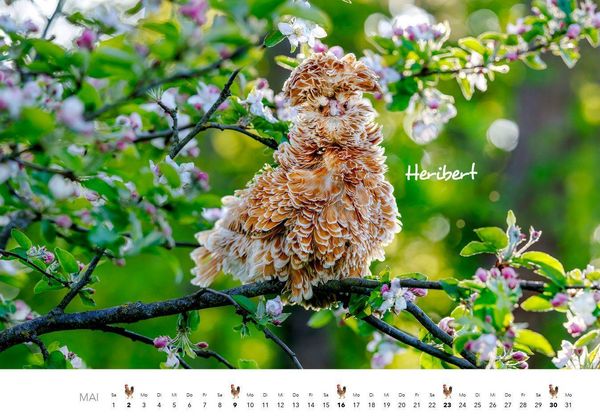 Produktbild: H&uuml;hner Kalender 2027