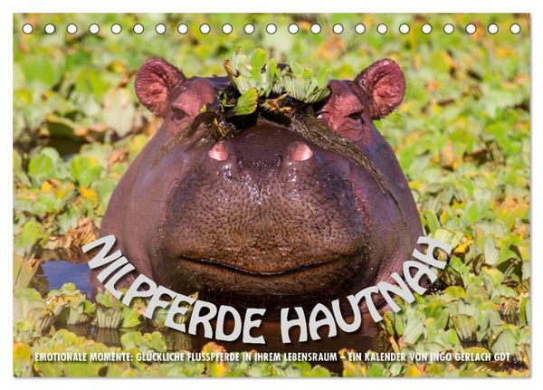 Produktbild: Emotionale Momente: Nilpferde hautnah (Tischkalender 2026 DIN A5 quer), CALVENDO Monatskalender