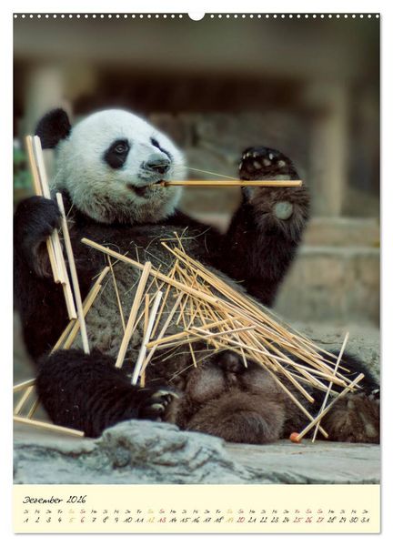 Produktbild: Riesenpanda (Wandkalender 2026 DIN A2 hoch), CALVENDO Monatskalender