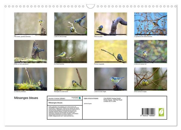 Produktbild: M&eacute;sanges bleues (Calendrier mural 2027 DIN A3 vertical), CALVENDO calendrier mensuel