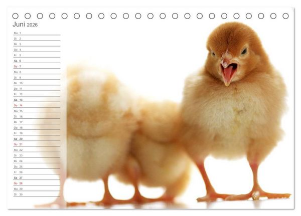 Produktbild: K&uuml;ken in der Kinderstube Terminplaner (Tischkalender 2026 DIN A5 quer), CALVENDO Monatskalender