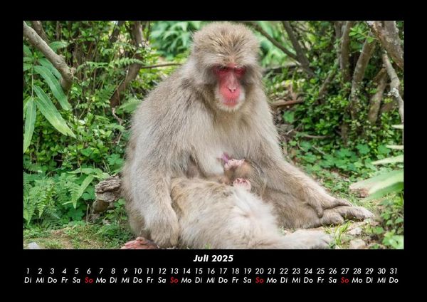 Produktbild: Welt der Affen 2025 Fotokalender DIN A3
